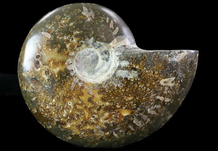 Polished, Agatized Ammonite (Cleoniceras) - Madagascar #75962